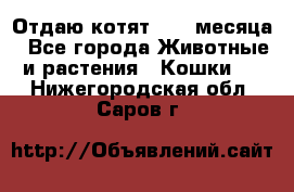 Отдаю котят. 1,5 месяца - Все города Животные и растения » Кошки   . Нижегородская обл.,Саров г.